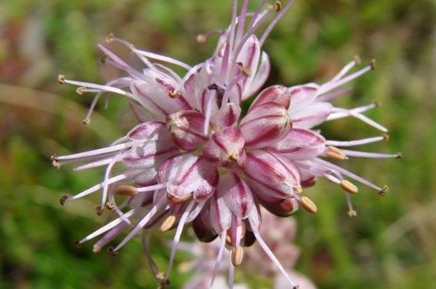 Jamboo / Jambu / Faran - Image 2