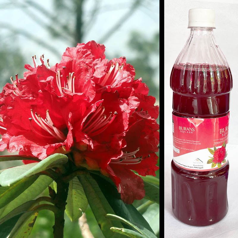 Buransh Juice - Image 2